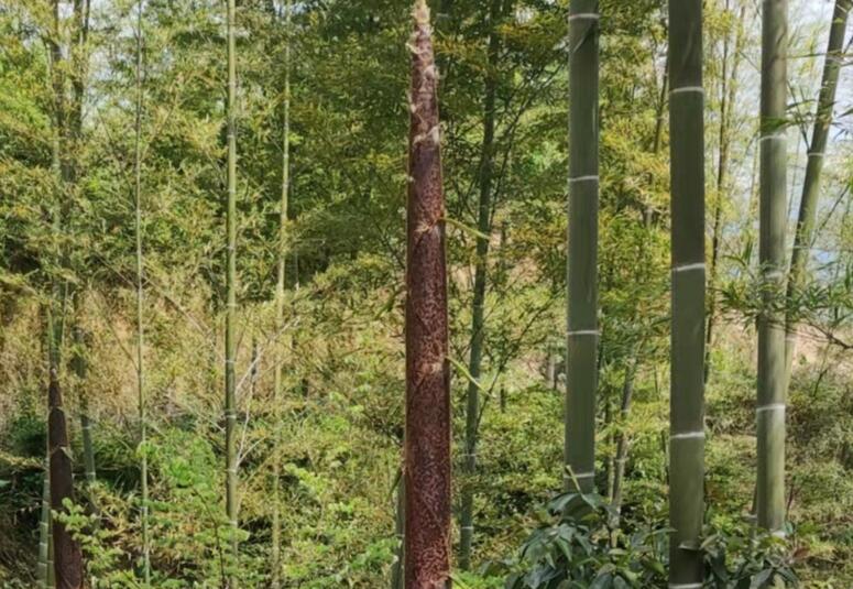 �ٲ���cbin99(�й�)�ٷ���վ